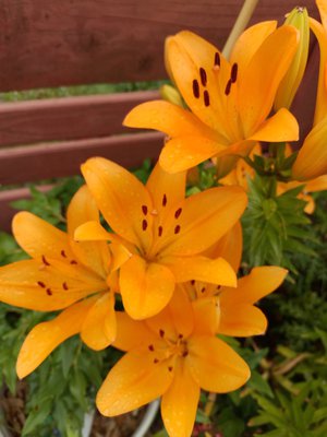 Ferienpass Besuch am Bienenstand