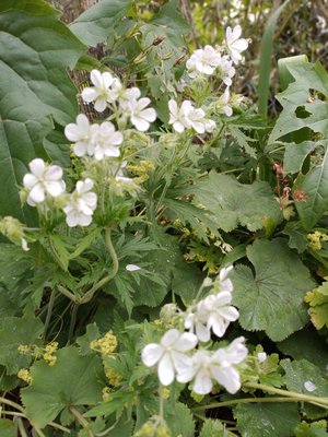 Honig und Bienenwachs – Inhaltsstoffe und Verwendung