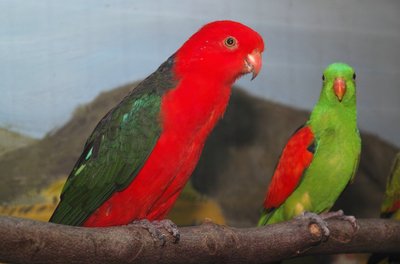 Große Vogelschau