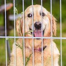 Ruby schielt rüber. Die Golden-Retriever-Hündin will wissen, wer da im Gehege nebenan mit infernalischem Lärm den Boden aufreißt (Fotos © Sandra Lob / Paul Ehrenreich)