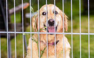 Ruby schielt rüber. Die Golden-Retriever-Hündin will wissen, wer da im Gehege nebenan mit infernalischem Lärm den Boden aufreißt (Fotos © Sandra Lob / Paul Ehrenreich)