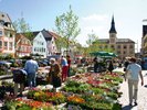 Im Frühjahr bieten zahlreiche Blumenhändler und Floristen ihre Waren auf dem Wochenmarkt an.