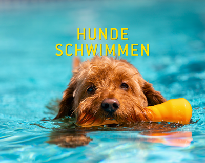 Hundeschwimmen im Ilmbad