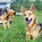 Peggy (im Vordergrund) und das Muttertier Paula