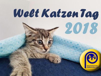 Katerchen Theodor ist erst sechs Wochen alt. Heute ist sein erster Feiertag, der internationale Weltkatzentag (Foto: Sandra Lob)