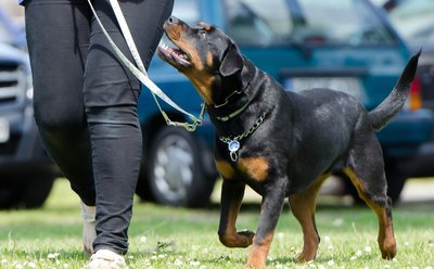 vhs-Kurs: Wir wollen einen Hund - was kommt auf uns zu!
