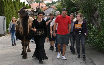 Bürgermeister Thomas Herker mit interessierten Bürgern und Kamel "Glubschi" beim Quartiersspaziergang