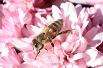 vhs-Veranstaltung: „Früher war mehr?“ – Biodiversität vor unserer Haustür