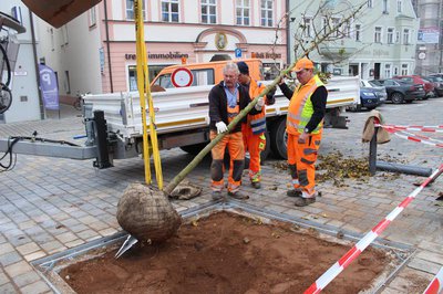 Das Team Stadtgrün der Stadtwerke hat vier Bäume auf dem Oberen Hauptplatz gepflanzt.