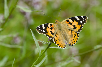 Wir entdecken die Schmetterlinge - 50 Jahre BN Pfaffenhofen