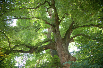 Mythos Baum: Was Bäume uns bedeuten - 50 Jahre BN Pfaffenhofen