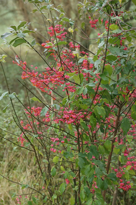 Hecken entdecken für Familien und Kinder ab 7 Jahre - 50 Jahre BN Pfaffenhofen
