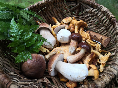 Schwammerlwanderung mit Bernhard Scholz - 50 Jahre BN Pfaffenhofen