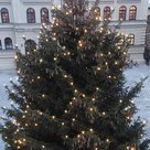 Nachhaltig bis in die Tannenspitzen: Der Christbaum unserer Stadt