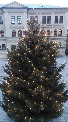 Nachhaltig bis in die Tannenspitzen: Der Christbaum unserer Stadt