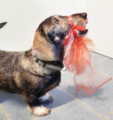 Festtägliches Ornat: Von Marley persönlich kreiert und selbst gemacht. Genau so, wie sich das gehört. Respekt!          (Foto: Sandra Lob)