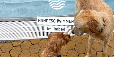 Hundeschwimmen im Ilmbad 2026