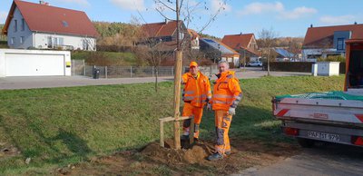 Mitarbeiter des Teams Stadtgrün der Stadtwerke bei der Pflanzung verschiedener Klimabäume in der Mozartstraße.