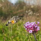 Neben der Honigbiene sind auch die Wildbienen und Schmetterlinge bedroht. Ein Taubenschwänzchen saugt Nektar an einer Eisenkrautblüte am Kreisverkehr Kuglhof.