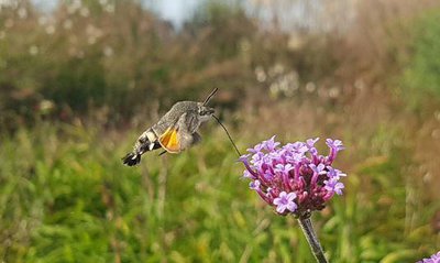 Neben der Honigbiene sind auch die Wildbienen und Schmetterlinge bedroht. Ein Taubenschwänzchen saugt Nektar an einer Eisenkrautblüte am Kreisverkehr Kuglhof.