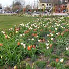 Der Bürgerpark grünt und blüht. Am 25. April sollen hier 22 neue Bäume gepflanzt werden, um für mehr Schatten zu sorgen.