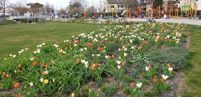 Der Bürgerpark grünt und blüht. Am 25. April sollen hier 22 neue Bäume gepflanzt werden, um für mehr Schatten zu sorgen.