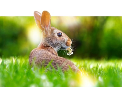 Wenn die andern feiern, hat er Hochsaison: Kurz vor Ostersonntag leistet er Schwerstarbeit