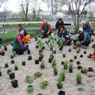 Mario Dietrich (links), Teamleiter Stadtgrün der Stadtwerke, bei einer Pflanzaktion mit fleißigen Helfern im Bürgerpark.