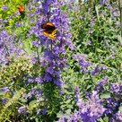 Insektenfreundliche Gartenbepflanzung