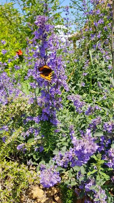 Insektenfreundliche Gartenbepflanzung