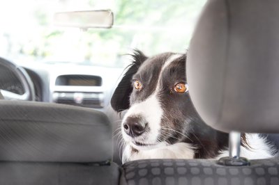 Lasst mich hier raus!    (Bitte beachten Sie: Bei sämtlichen Bildern handelt es sich um Symbolfotos. Der Tierschutzverein versichert,  dass keiner der abgebildeten Hunde auf diesen Fotos zu irgendeinem Zeitpunkt Schmerzen oder unangenehmen Situationen ausgesetzt war. Geschweige denn um Leib oder Leben fürchten musste.)