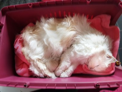 Geschmacklos entsorgt: Lilly wurde in einem Katzenkorb als angebliches "Geschenkt" abgegeben  (Foto: Tatjana Maier)