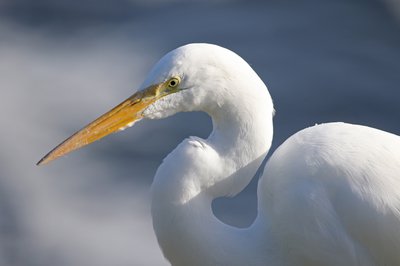 48017_orig.jpg