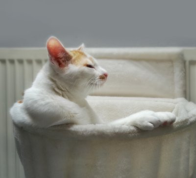 Es ist überstanden! Der kleine Karl-Gustav ist verschont und unversehrt geblieben. Als Erstes tut er jetzt, was alle Katzen am liebsten tun: genüsslich und tiiiiiiieeeeeef entspannen ...    (Foto: Manuela Braunmüller)