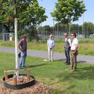 (v.l.) Mario Dietrich (Leiter Team Stadtgrün), Dr. Susanne Böll (LWG), Dr. Philipp Schönfeld (LWG) und Pfaffenhofens Bürgermeister Thomas Herker an einer frische gepflanzten Marone (Esskastanie)