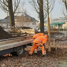 Baumpflanzungen im vergangenen Winter auf dem Freibadgelände