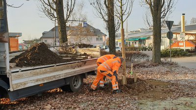 Baumpflanzungen im vergangenen Winter auf dem Freibadgelände