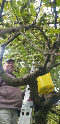 Stadtwerke Pfaffenhofen sammeln erneut Äpfel und pflanzen Bäume