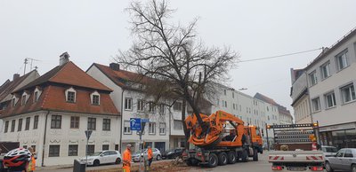 Meterhohe Sommerlinde zieht um