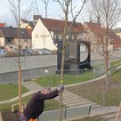 Bäume fürs Klima: Im Rahmen des Programms „Bäume in die Stadt“ werden langfristig 500 neue Bäume im Stadtgebiet gepflanzt.
