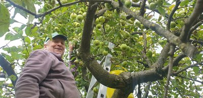 Mitarbeiter der Stadtwerke im Apfelbaum bei der Ernte
