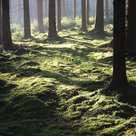Eine lichtdurchflutete mit Moos bewachsene Stelle im Wald mit vielen Bäumen.
