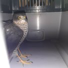 +++ Tierrettung: Ein Sperber braucht Hilfe +++