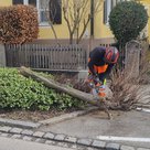 Das Team Stadtgrün musste entlang der Ingolstädter Straße von einem Pilz befallene Akazien fällen, die drohten nach dem Sturm umzufallen.