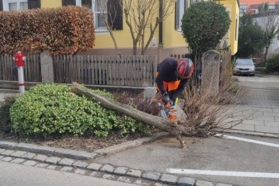 Das Team Stadtgrün musste entlang der Ingolstädter Straße von einem Pilz befallene Akazien fällen, die drohten nach dem Sturm umzufallen.