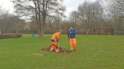 Das Team Stadtgrün der Stadtwerke beim Bäumepflanzen im Freibad