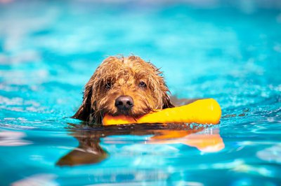 Zum ersten Mal findet im Ilmbad ein Hundeschwimmen statt. Am 08. Oktober dürfen alle Vierbeiner in das entchlorte Nichtschwimmerbecken springen. 