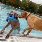 Während Wasserratte Anton lieber im Wasser plantschte, bevorzugte sein Kollege den sicheren Beckenrand. Das Hundeschwimmen im Ilmbad war sichtlich ein voller Erfolg.