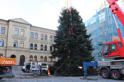 Prächtig anzuschauen: Der Pfaffenhofener Christbaum ist auf dem oberen Hauptplatz angekommen. 