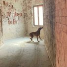 Die Rettungshundestaffel des BRK hatte die Möglichkeit in dem Abrissgebäude des Altenheims St. Franziskus für den Ernstfall zu üben.
